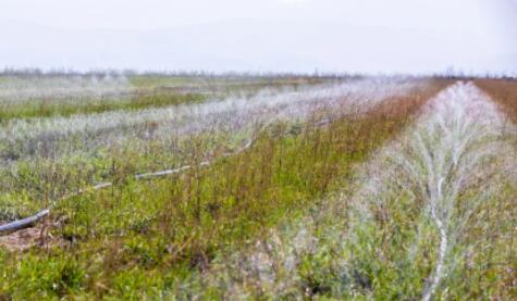 山西万亩中药材采用软体集雨水窖+智能水肥一体化，增产显著